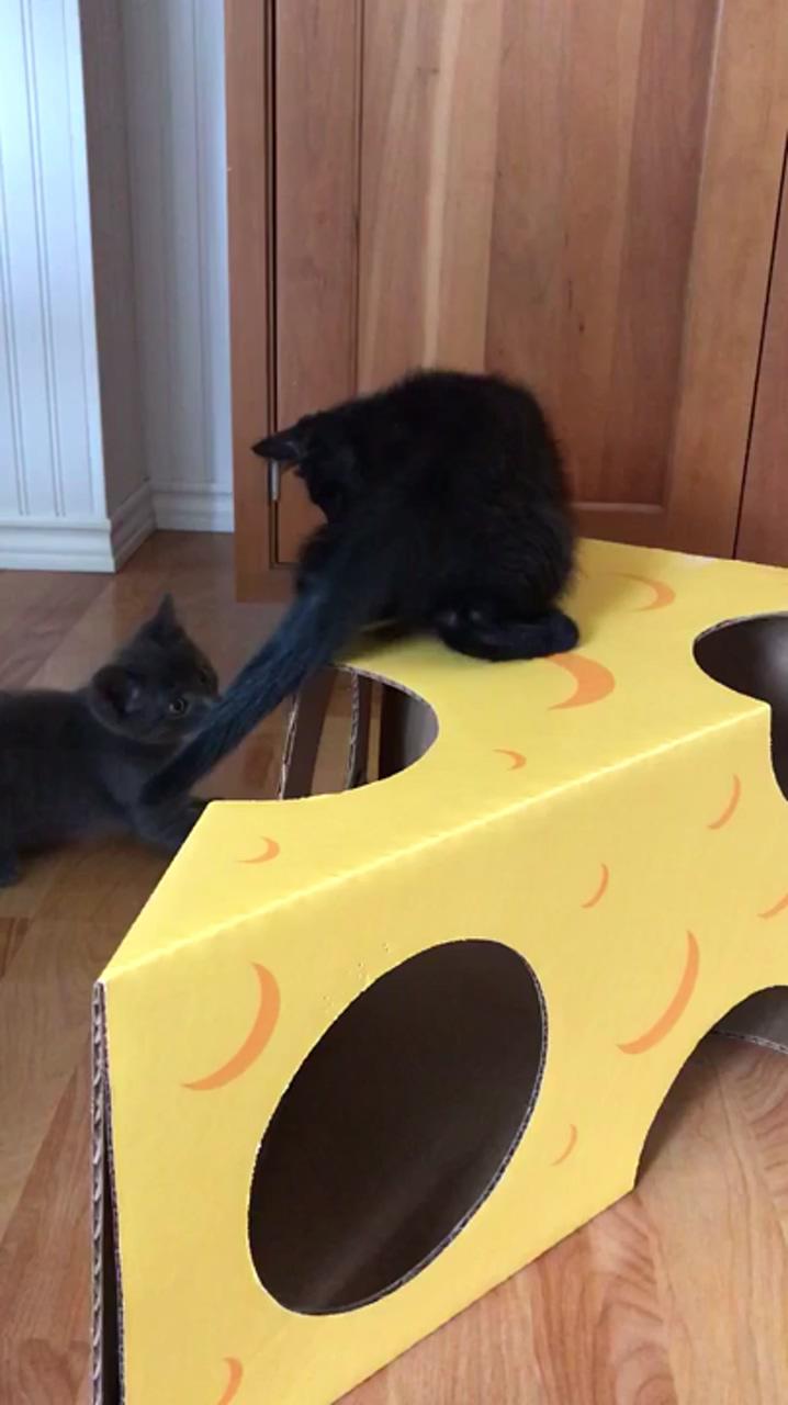 Kittens play in the monster cheese wedge; homemade cat toys
