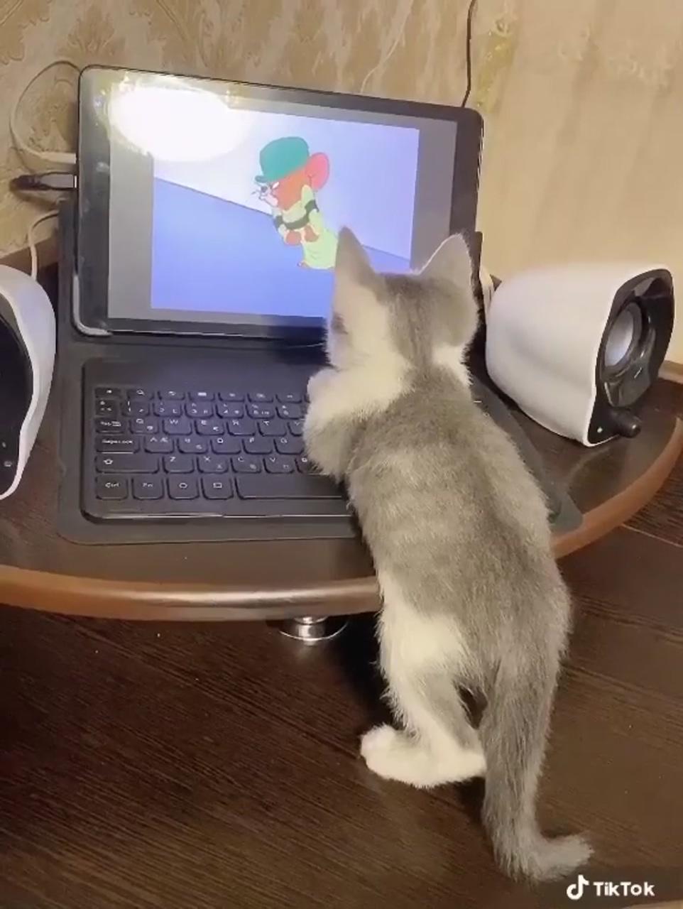 Kitty enjoying some tom and jerry'; cute cat gif