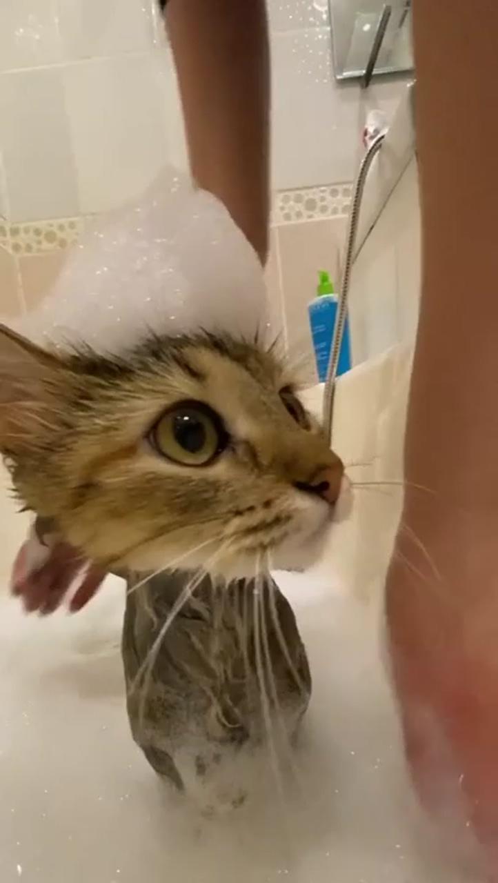 Kitty spa bath; cute little kittens