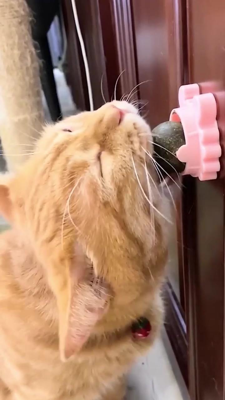 Lick and spin catnip ball; amazing cat 