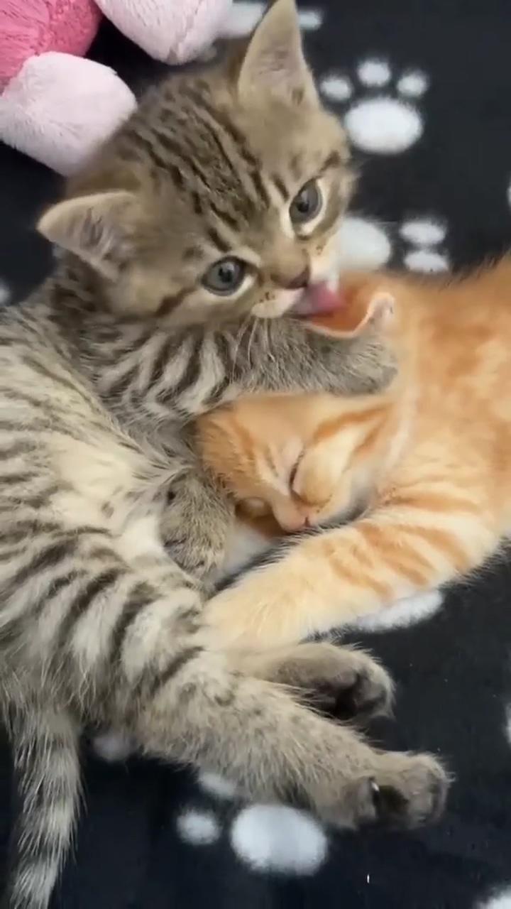 Little two kittens; cute little kittens