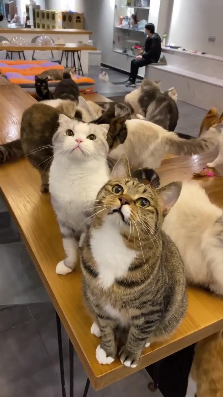 Look at them. what are they saying; cat fun time