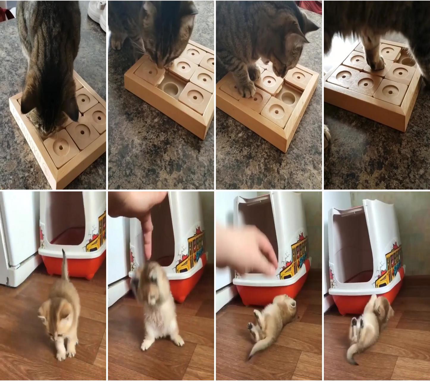 Many of you asked about this treat puzzle so i thought i would share with you how i use it :; kissing cat 