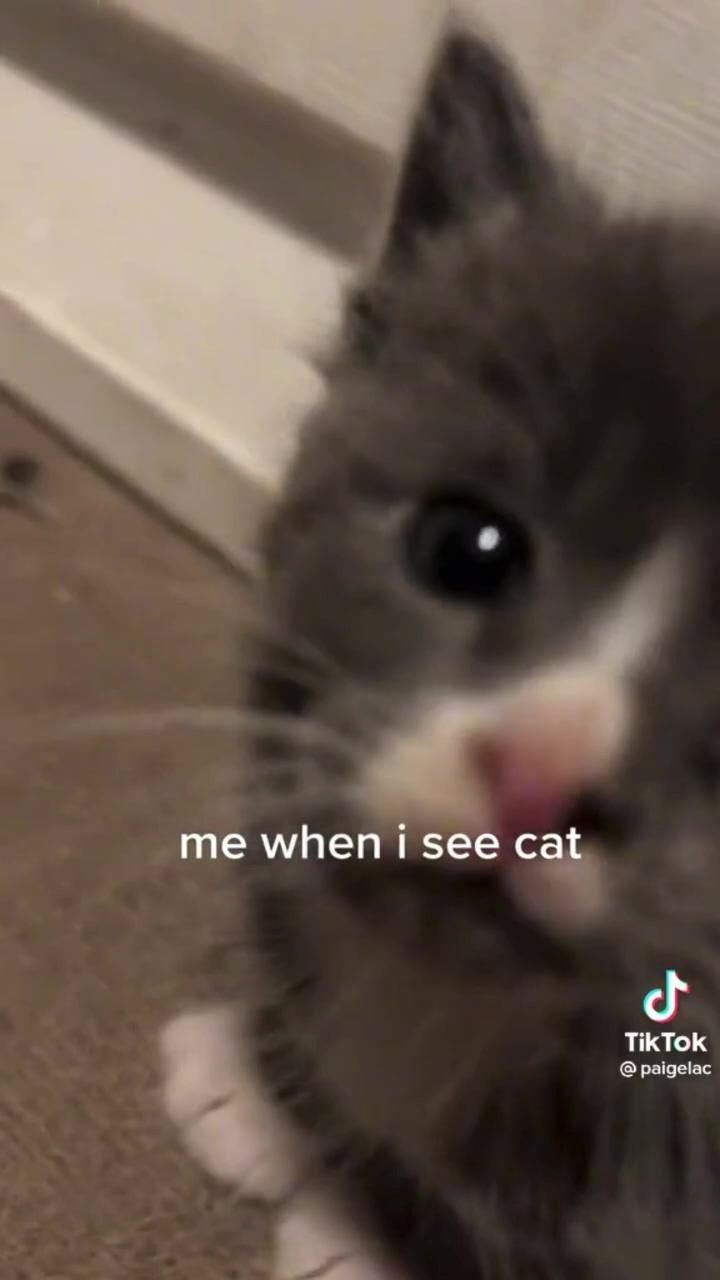 Me when i see a cat ^ credit to paigelac on tiktok; cute baby cats