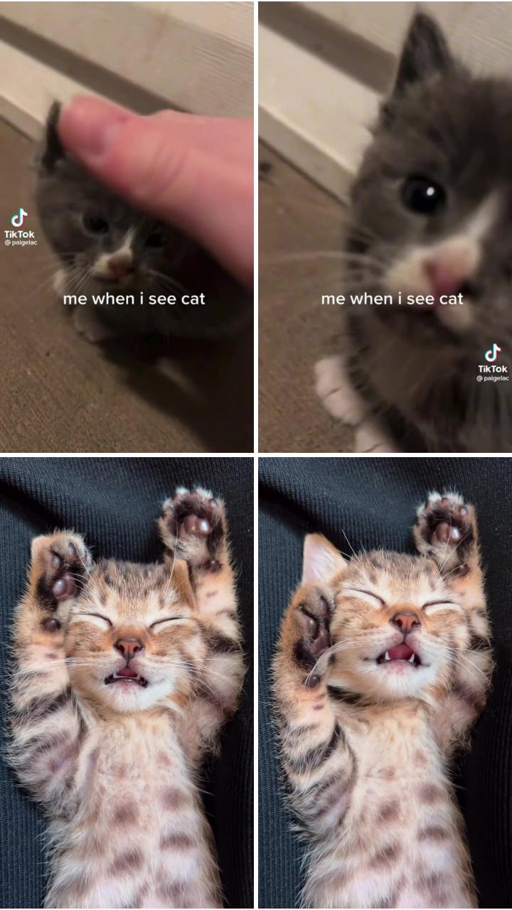 Me when i see a cat ^ credit to paigelac on tiktok; cute baby cats