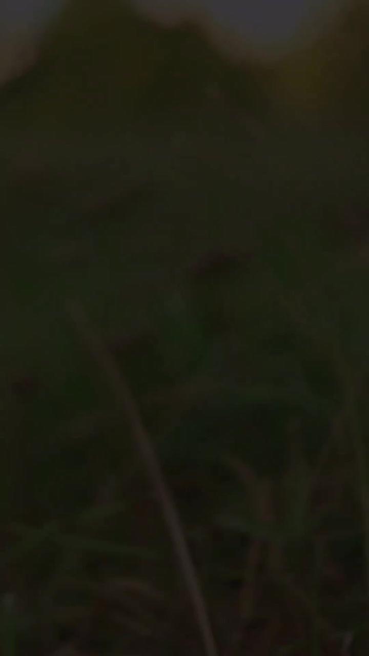 Meet cute european hamster; that screaming cat 