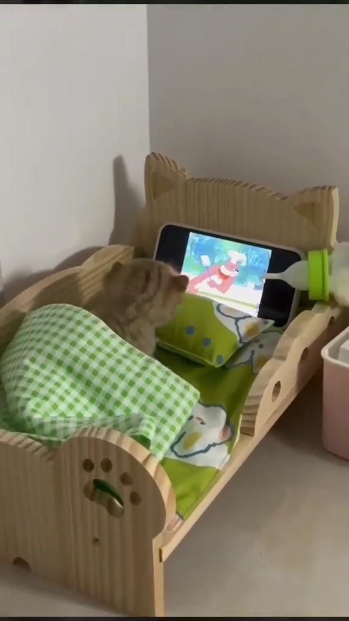 Mom i watch tv. so funny and cute baby kitten. cats, kitty, funny cat, cats, dog, catlover; #pet #petlovers #kitten #cat #catlovers #dogs #doglovers #animals #animallovers