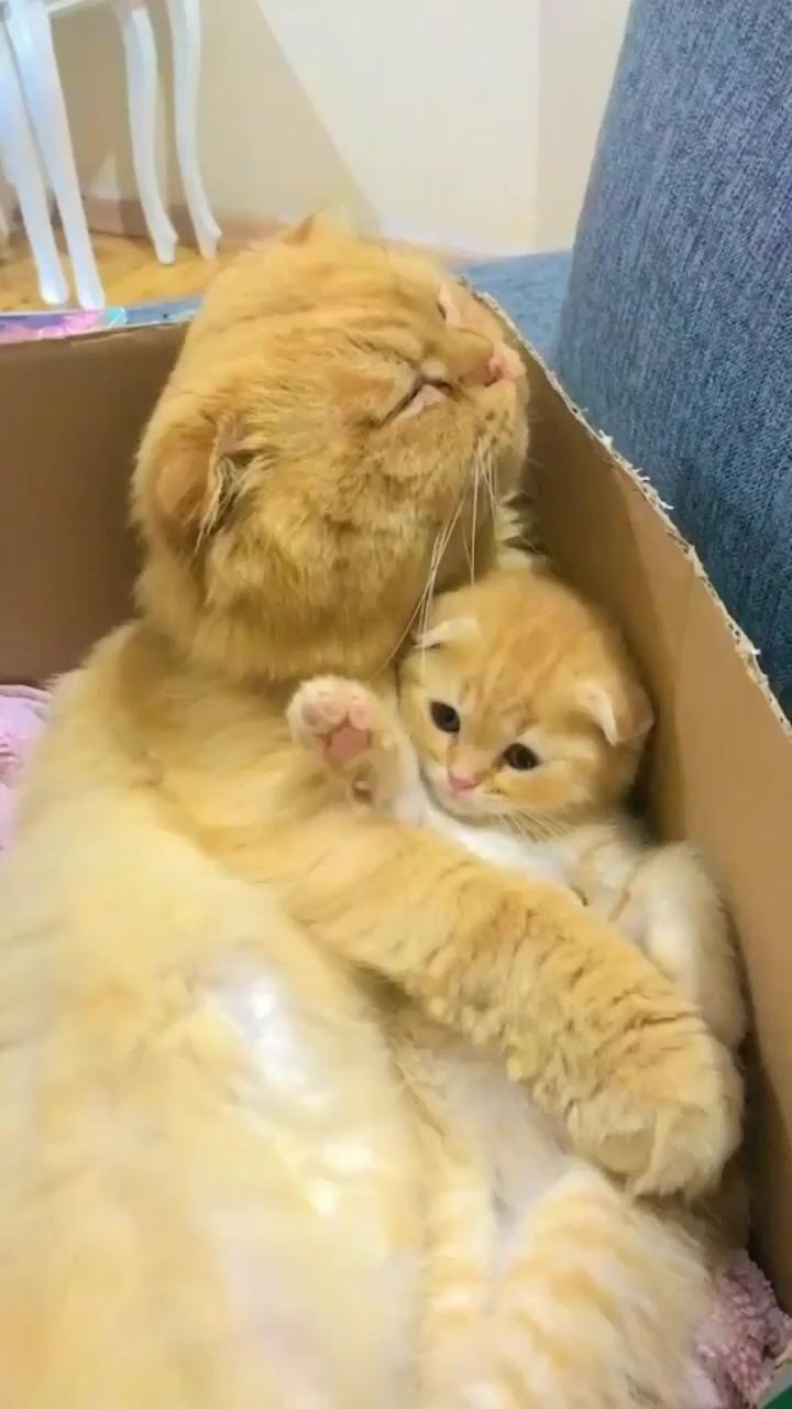 Mother love; cats meow