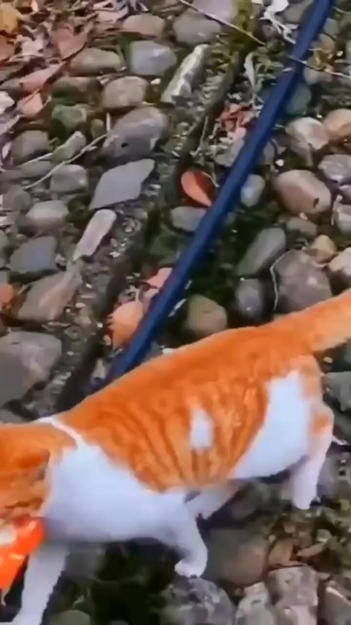 Of course it's the orange cat 
funny cat, funny video, cat video, viral video, tiktok video; animals amazing