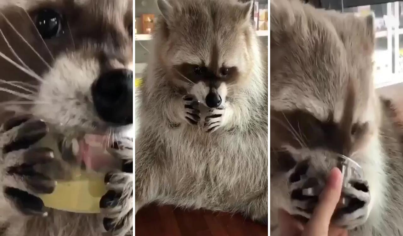 Pet raccoon; raccoon funny