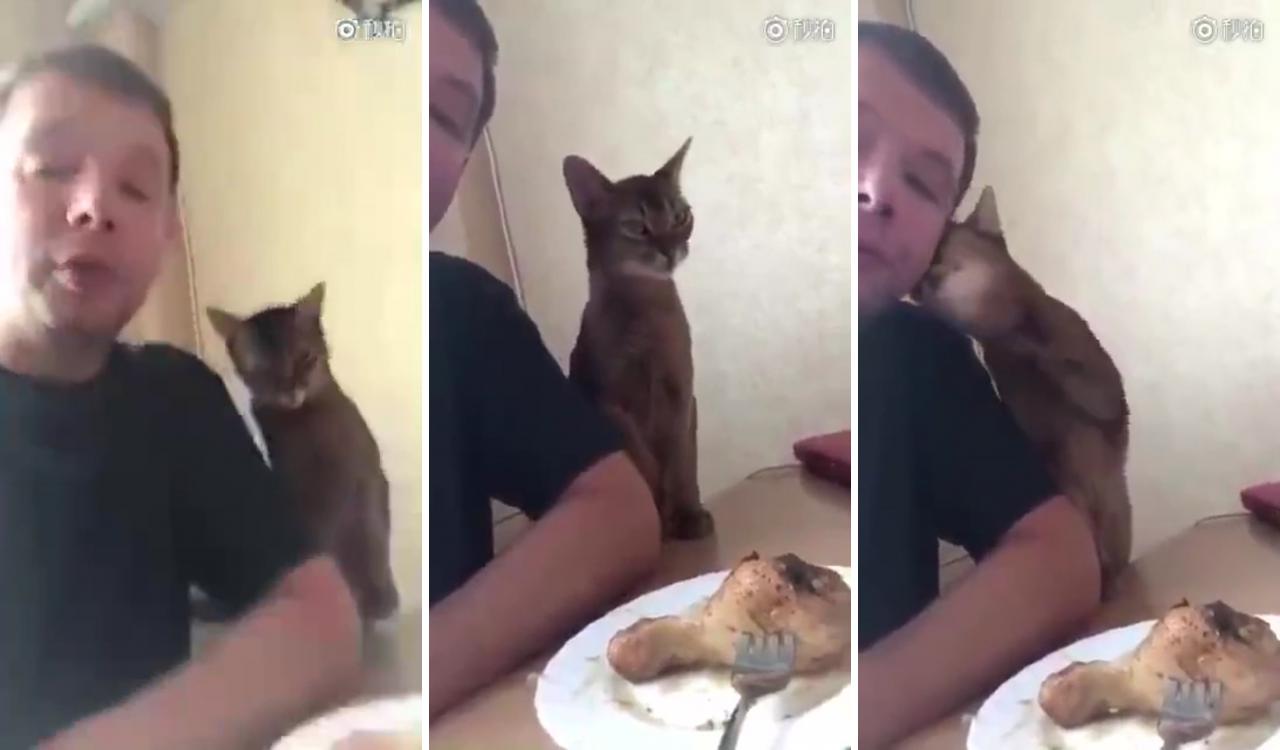 Please let me eat this funny cat hhhhhh; funny cute cats