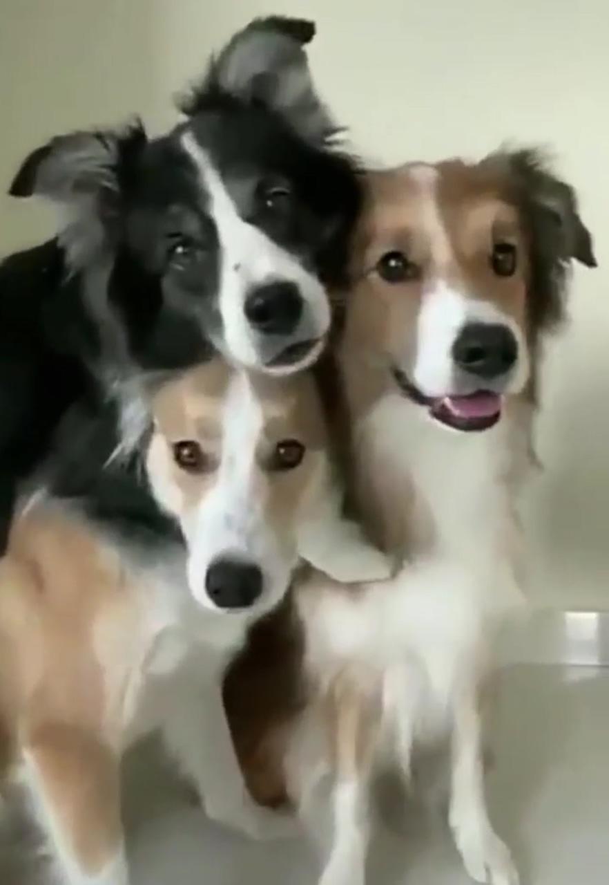Say cheese, on a group pic; funny animal pictures
