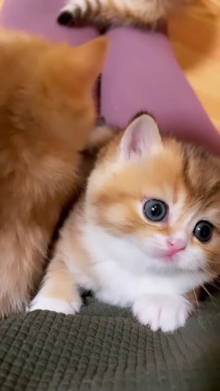 She wouldn't leave me alone...; cute cat gif