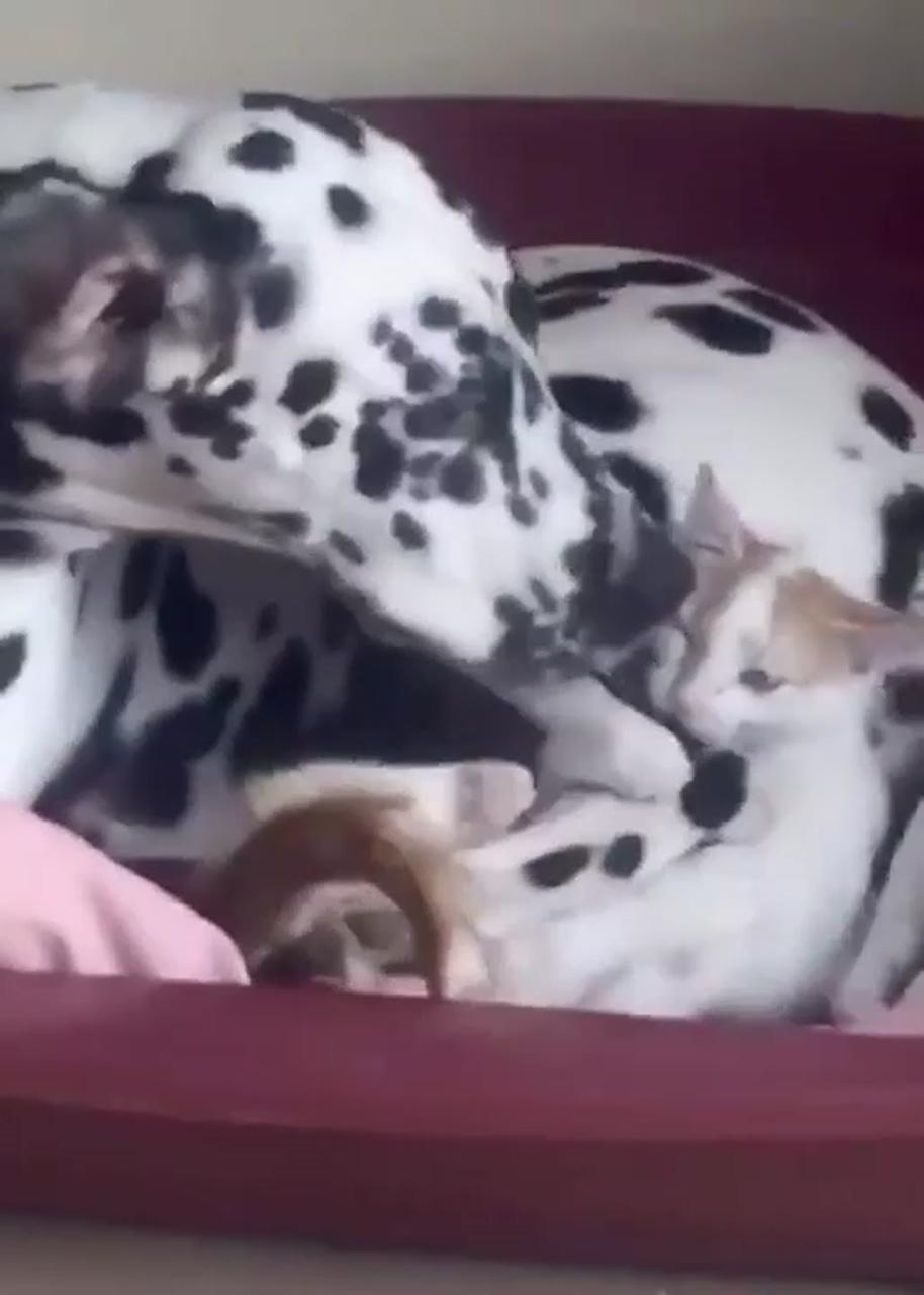 Slap by tail kitten; cute funny dogs
