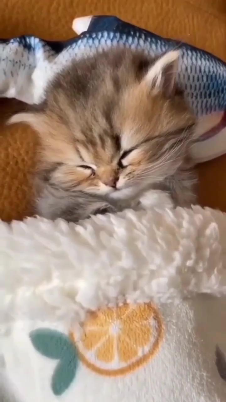 Sleeping beauty; cat lovers