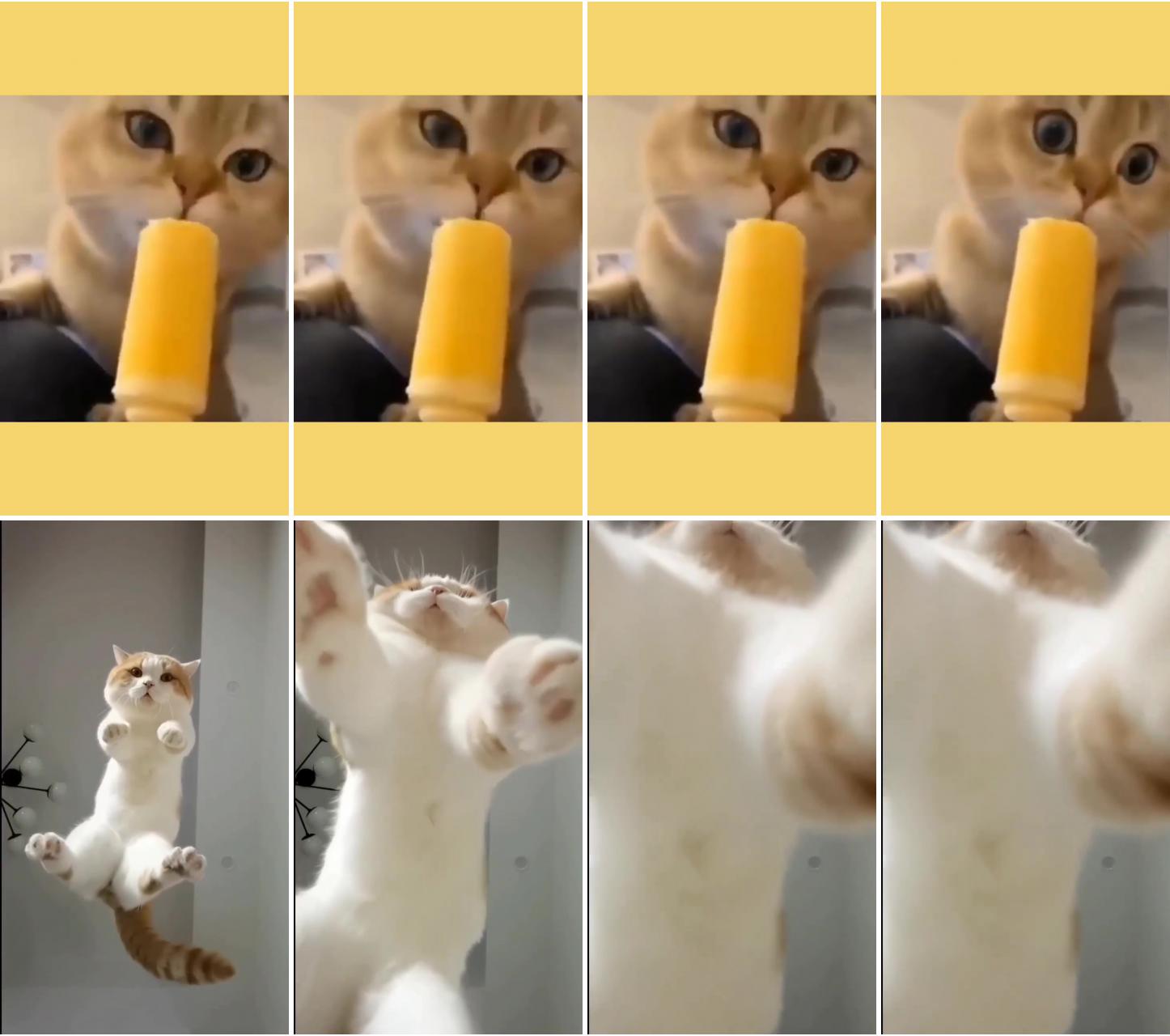 Slooow motion ; cute cat gif