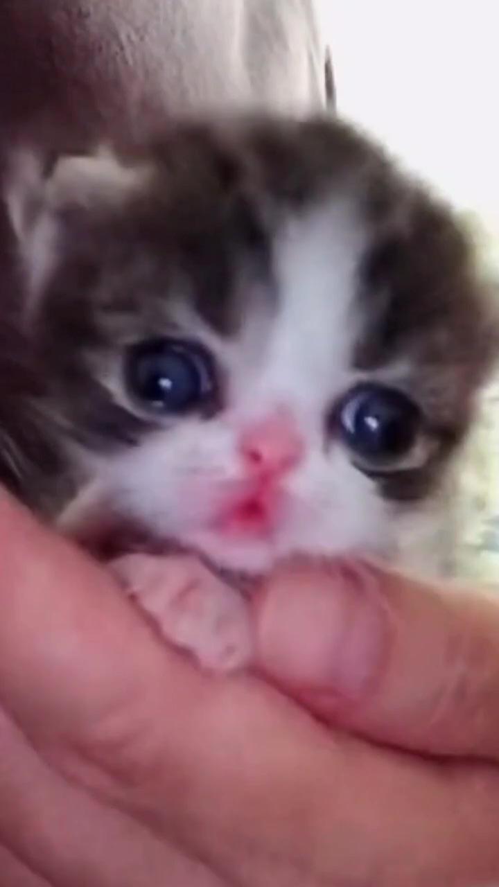 Smol catto-you are super cute, ily; funny-cute kitten videos :