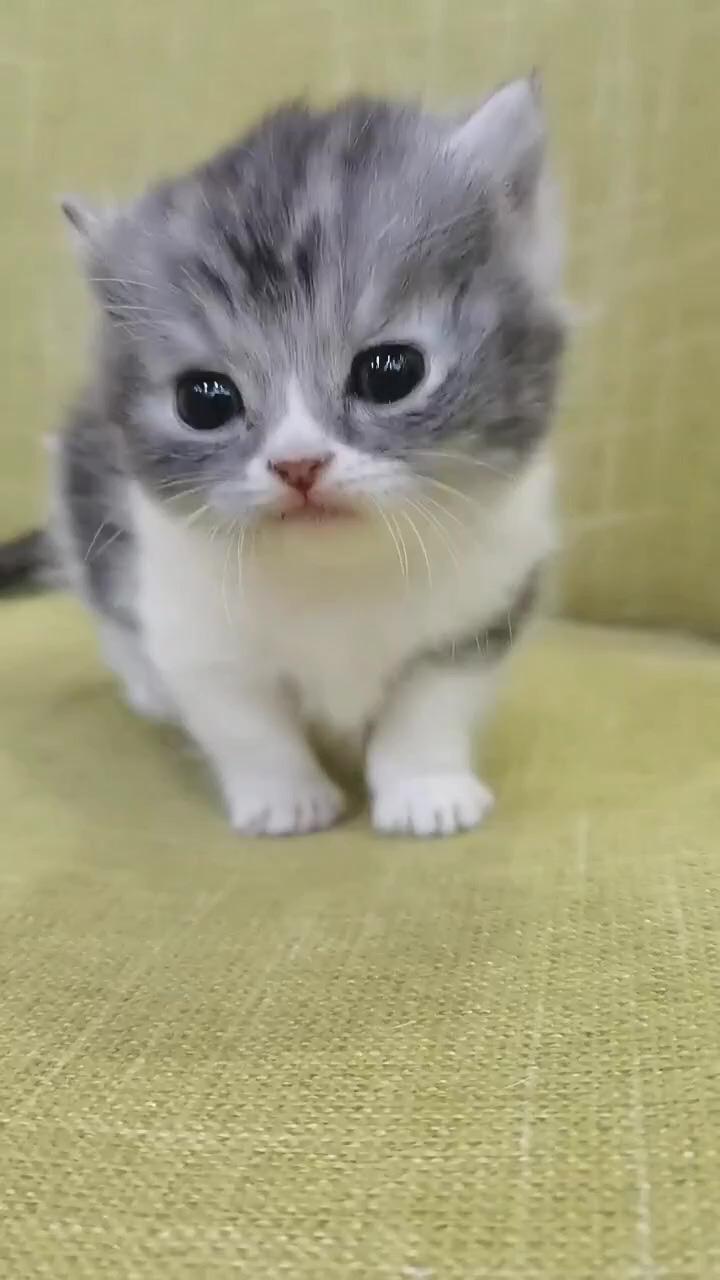 So cute cat, cute cat video,; cute little kittens