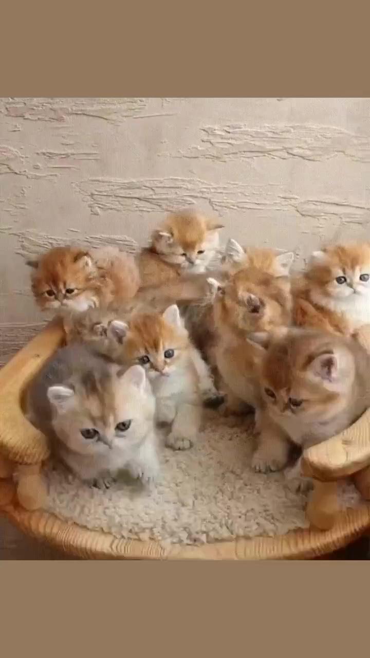 So cute; cute cats and kittens
