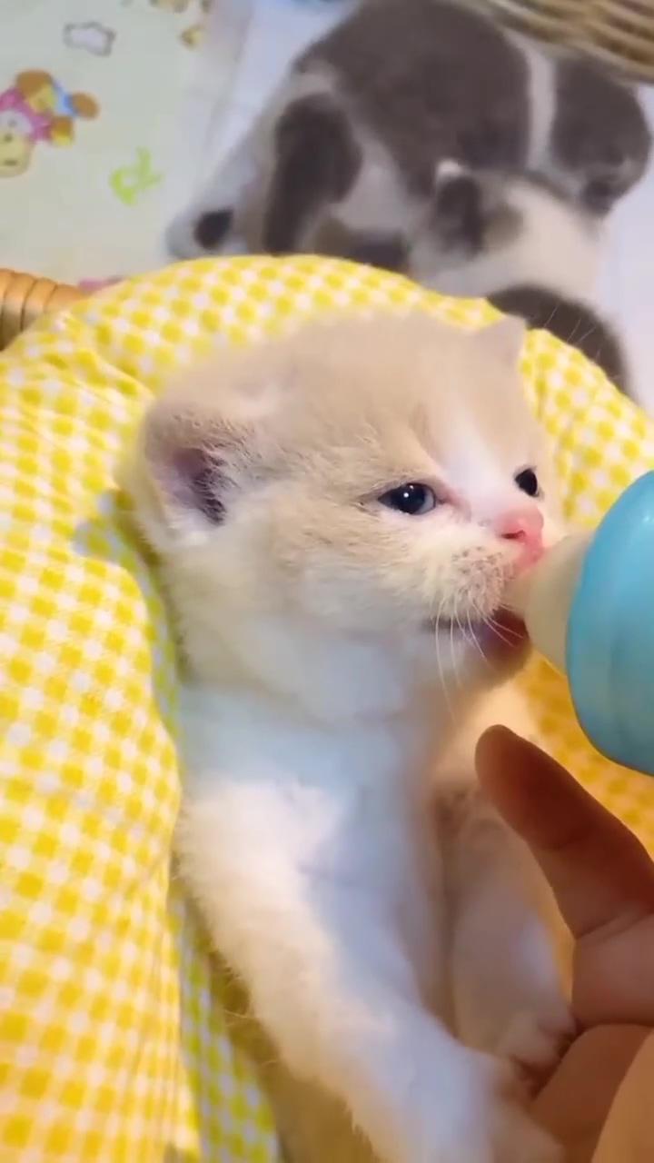 So cute; funny cat videos /cute cat video