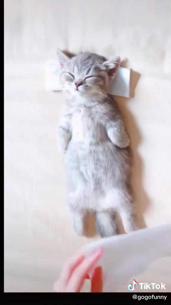 So cute kitten ; super cute kittens