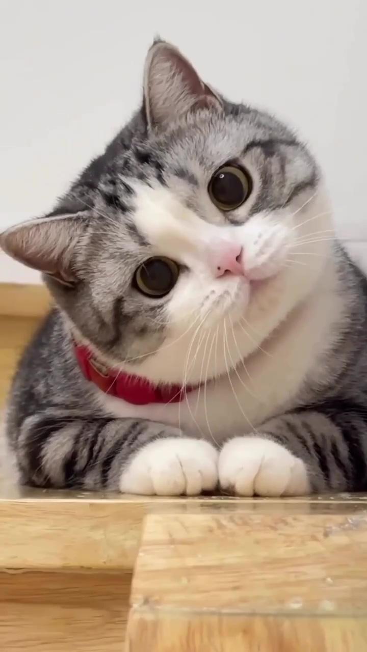 Staring right into your soul; happy cute cats