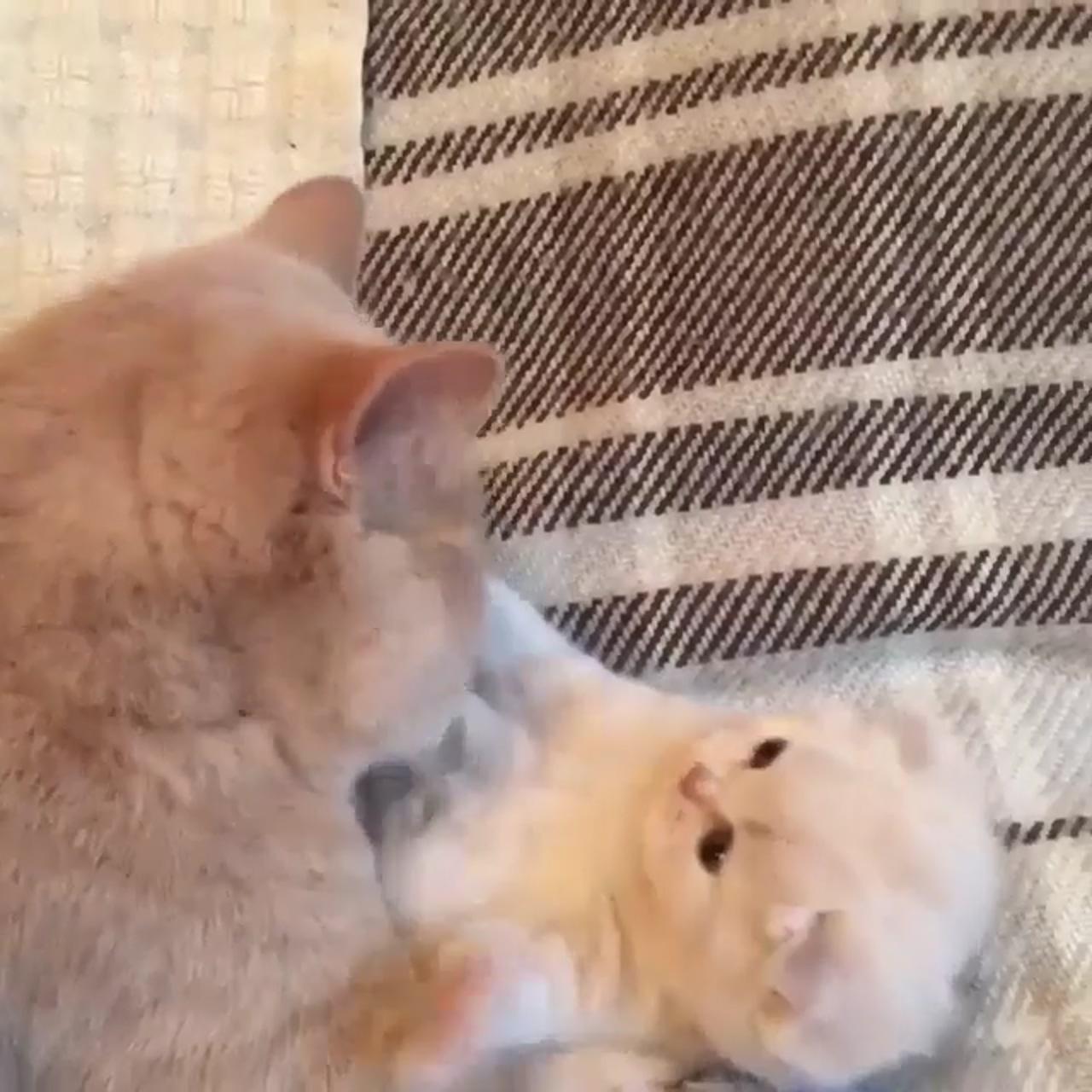 Stop mom, im clean now ; kittens cutest