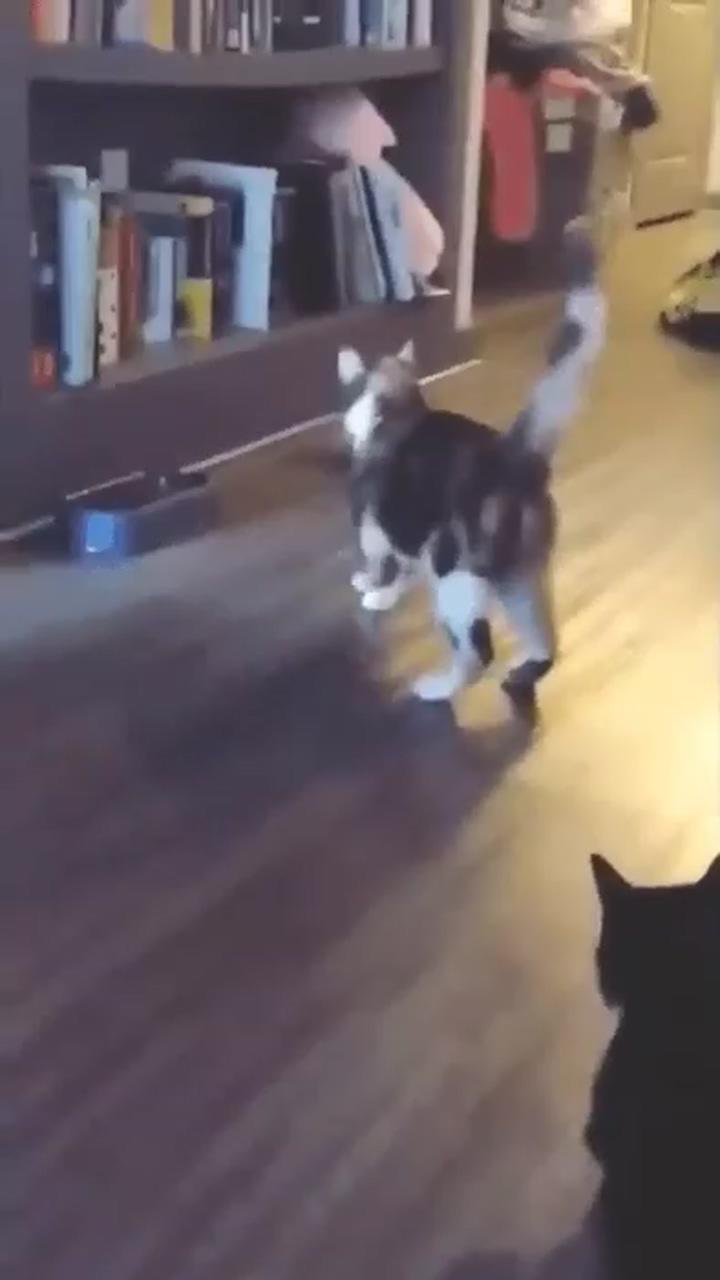 Strange attack style; dog cat