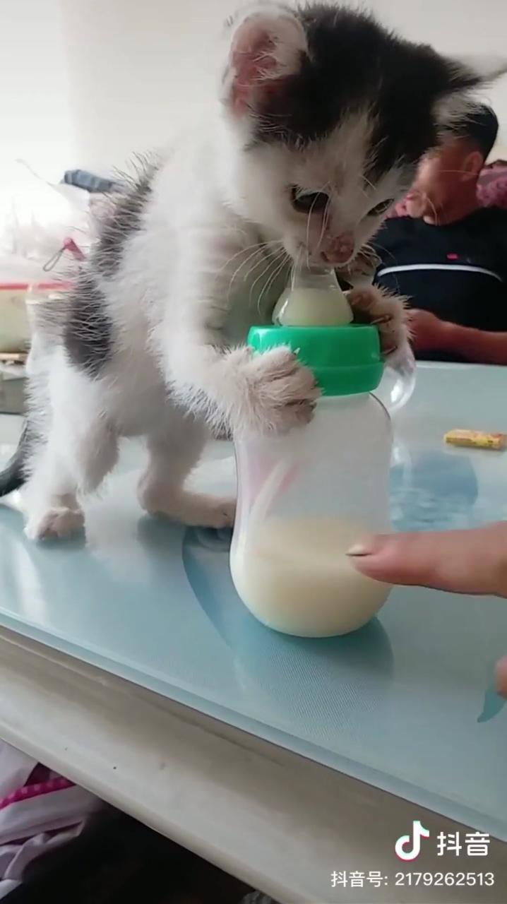 Strong baby found on road; cute cat gif