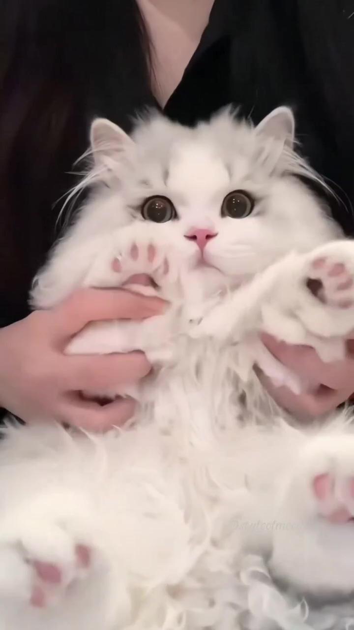 Sweet kitty ; cute animal memes