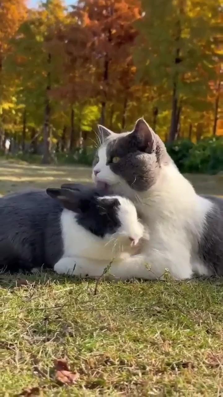 The best pet videos; cute cat gif