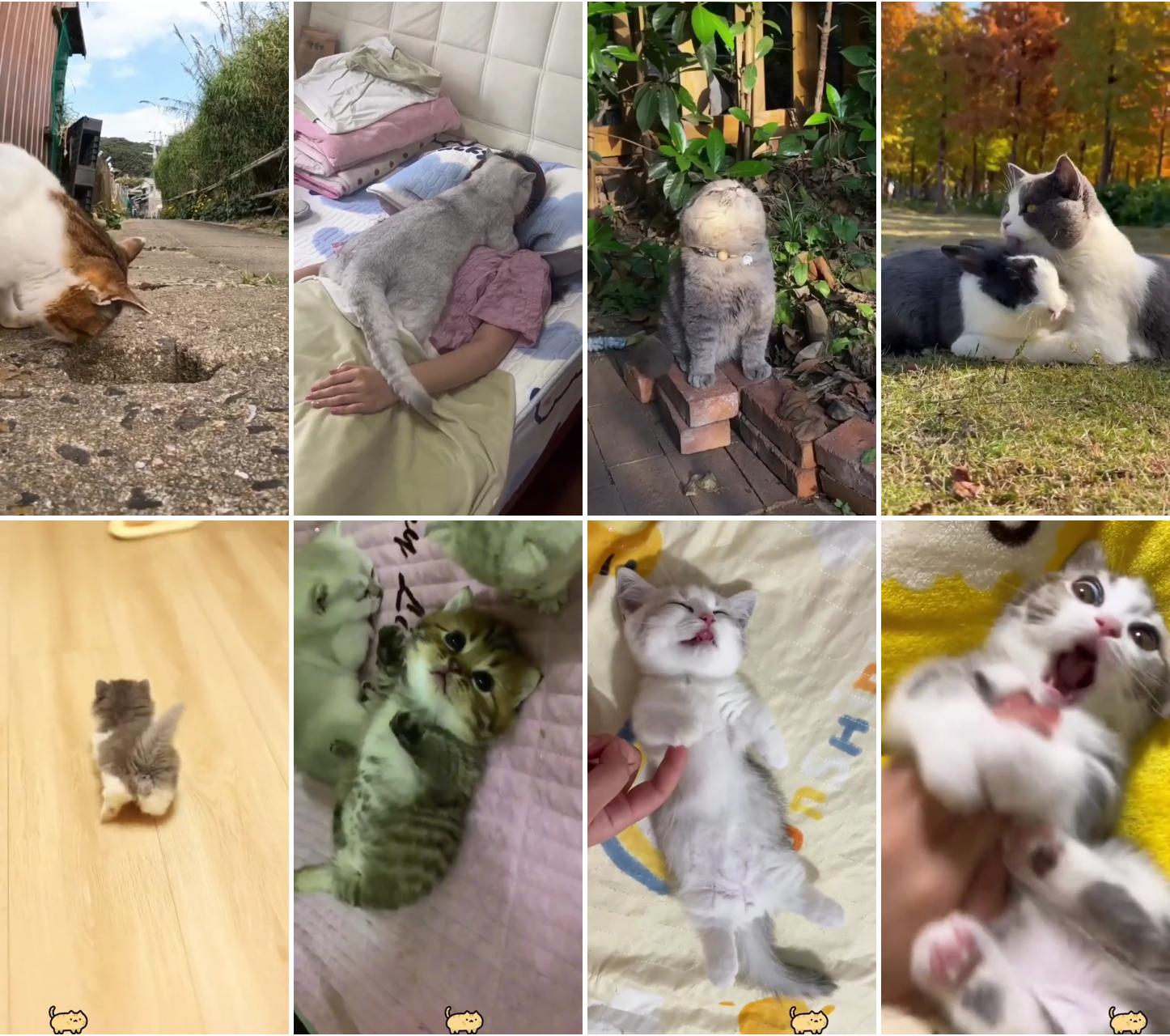 The best pet videos; cute cat gif