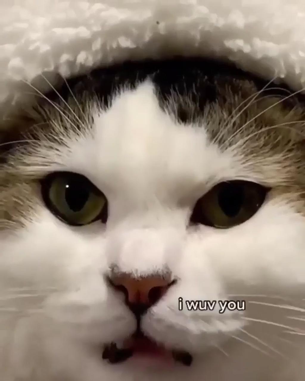 This cat has a message for you; aesthetic pictures