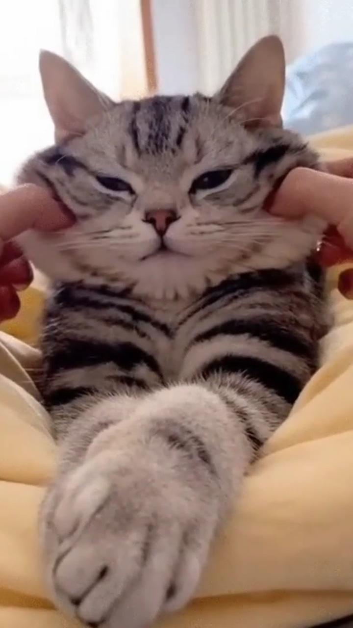 Those cute cheeks; funny cat