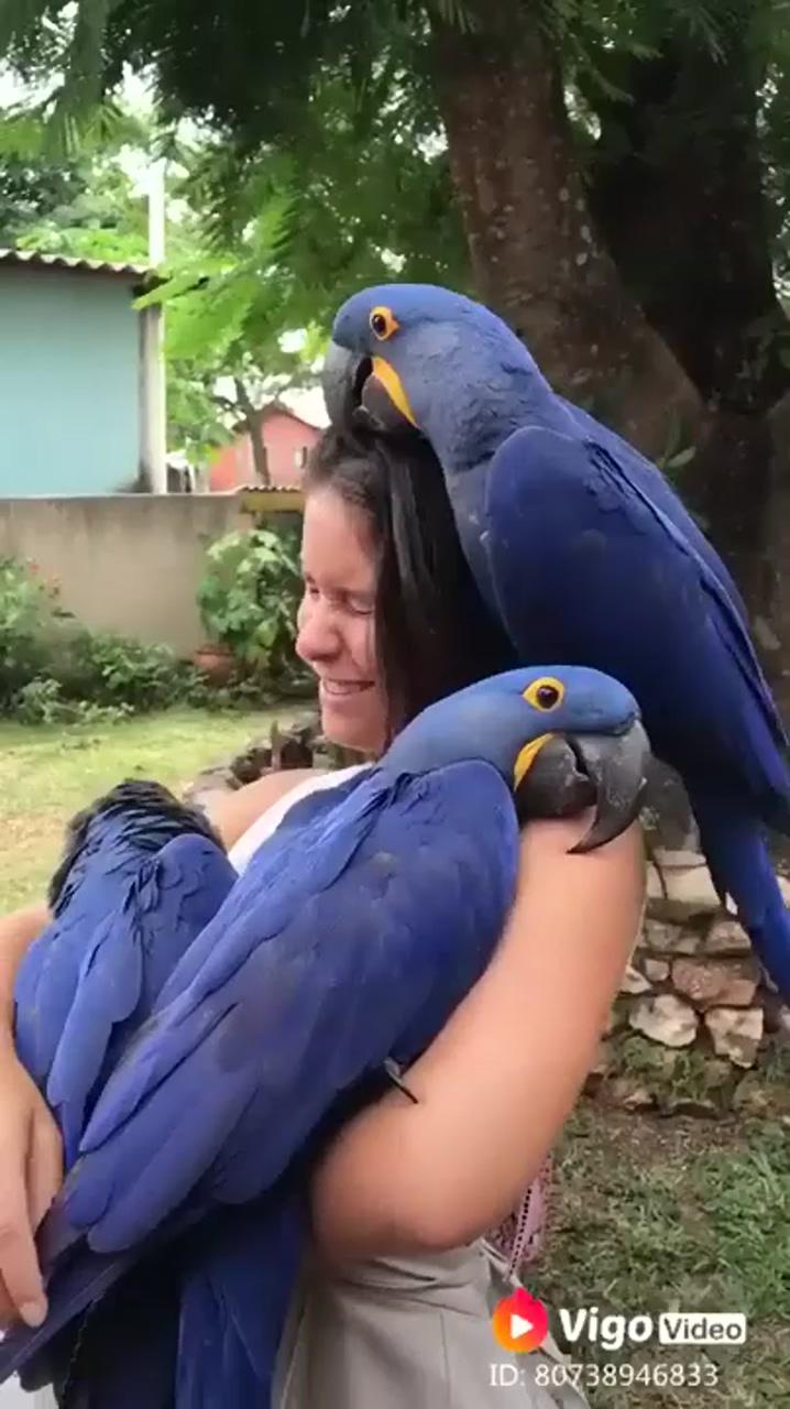 Three blue parrots show their love; funny cats and kittens jump meowing