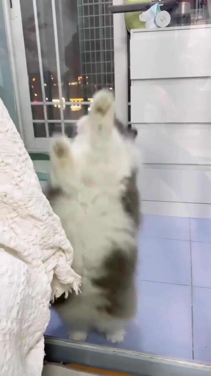 Time to dance ; cute cat gif