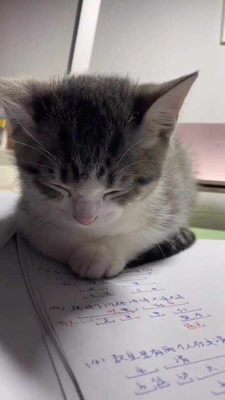 Tired of studying; meow cutie cat 