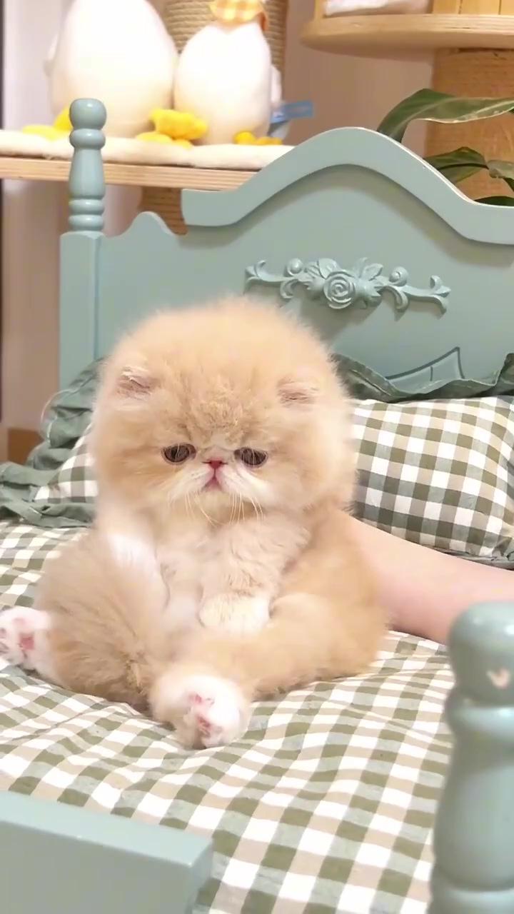 Tombik; cute baby cat 