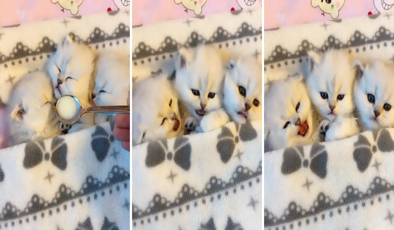 Wake up; cute baby cats