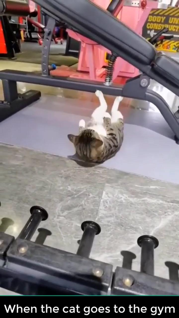 When the cat goes to the gym; silly cats