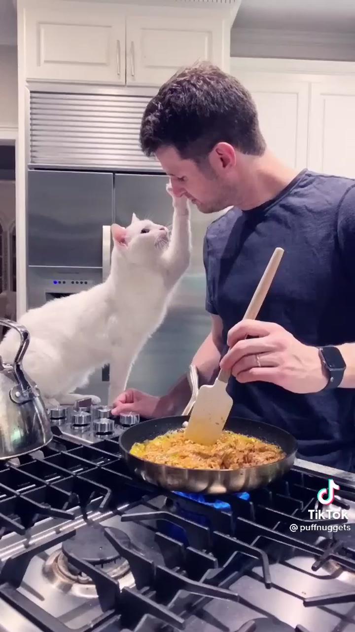 When they want to help you in cook ; i love my cat so much 