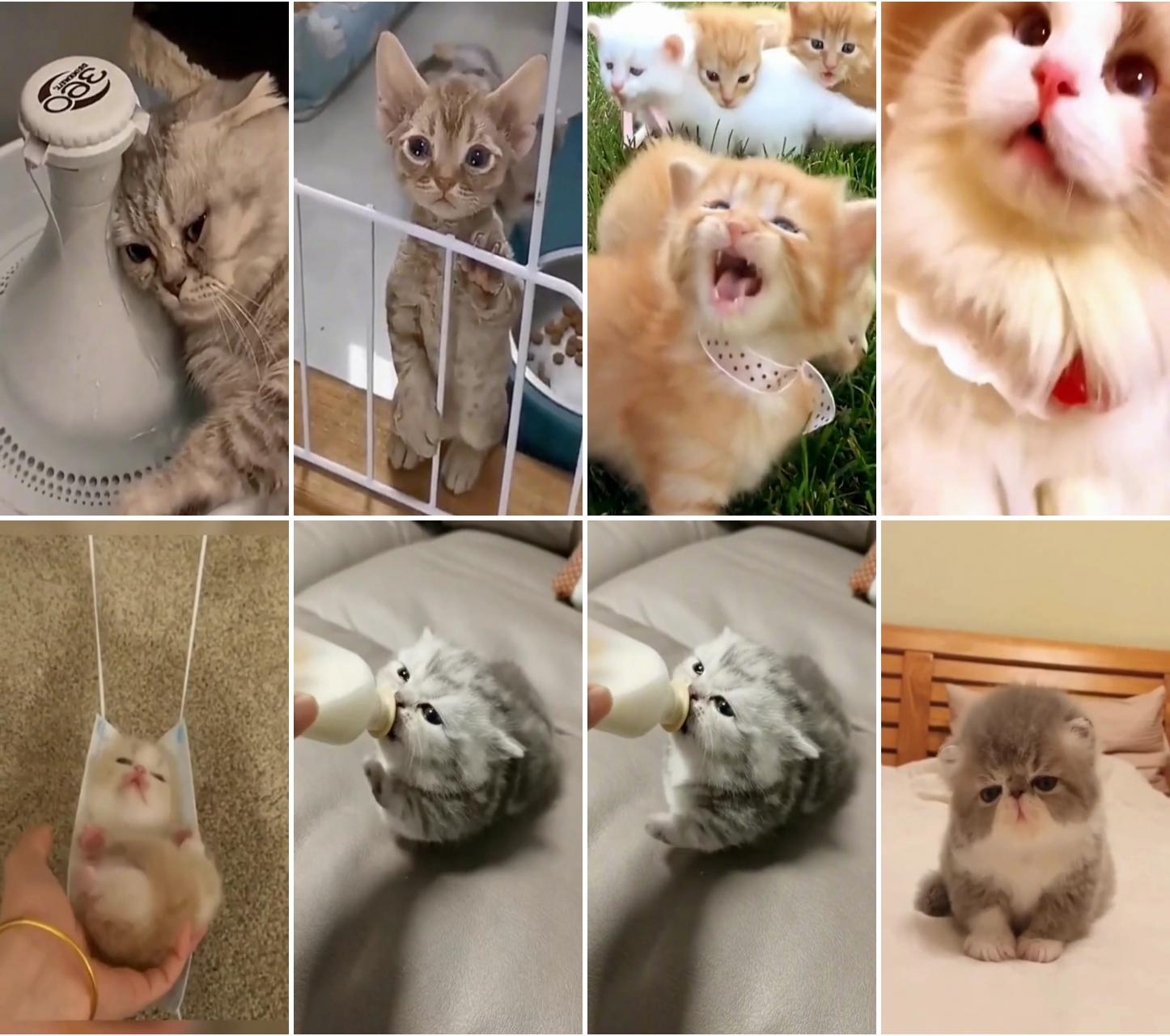 Whisker wonders: epic cat adventures; pawsitively adorable: watch the best cat videos compilation