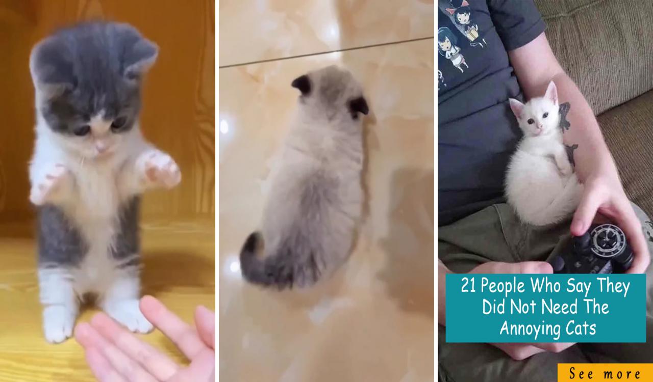Whisker wonders: the mystical world of felines; cute little kittens
