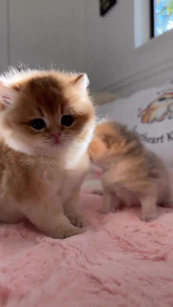 Who did it; super cute kittens