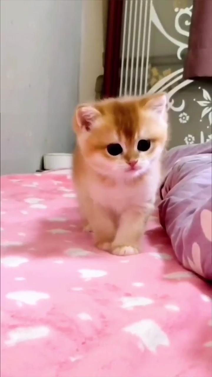 Whose baby cat,it's so cute; cute cat moments